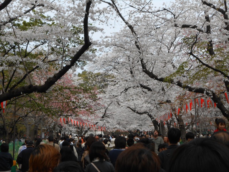 Cherryblossom_Tokyo_07