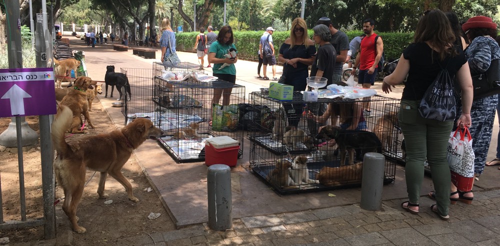 TelAviv_dogs_park