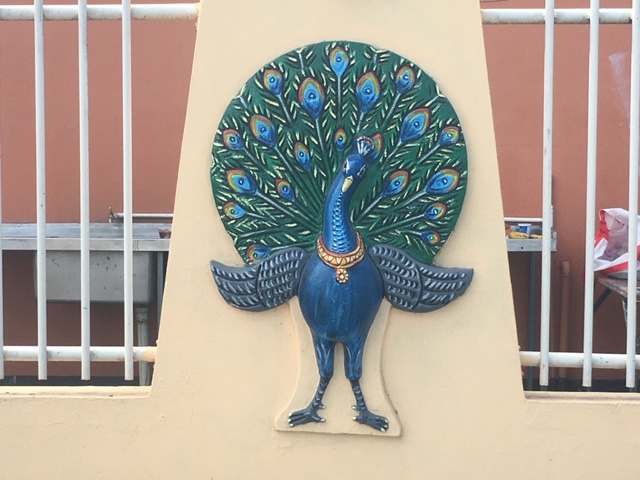 4_Nadi_peacock